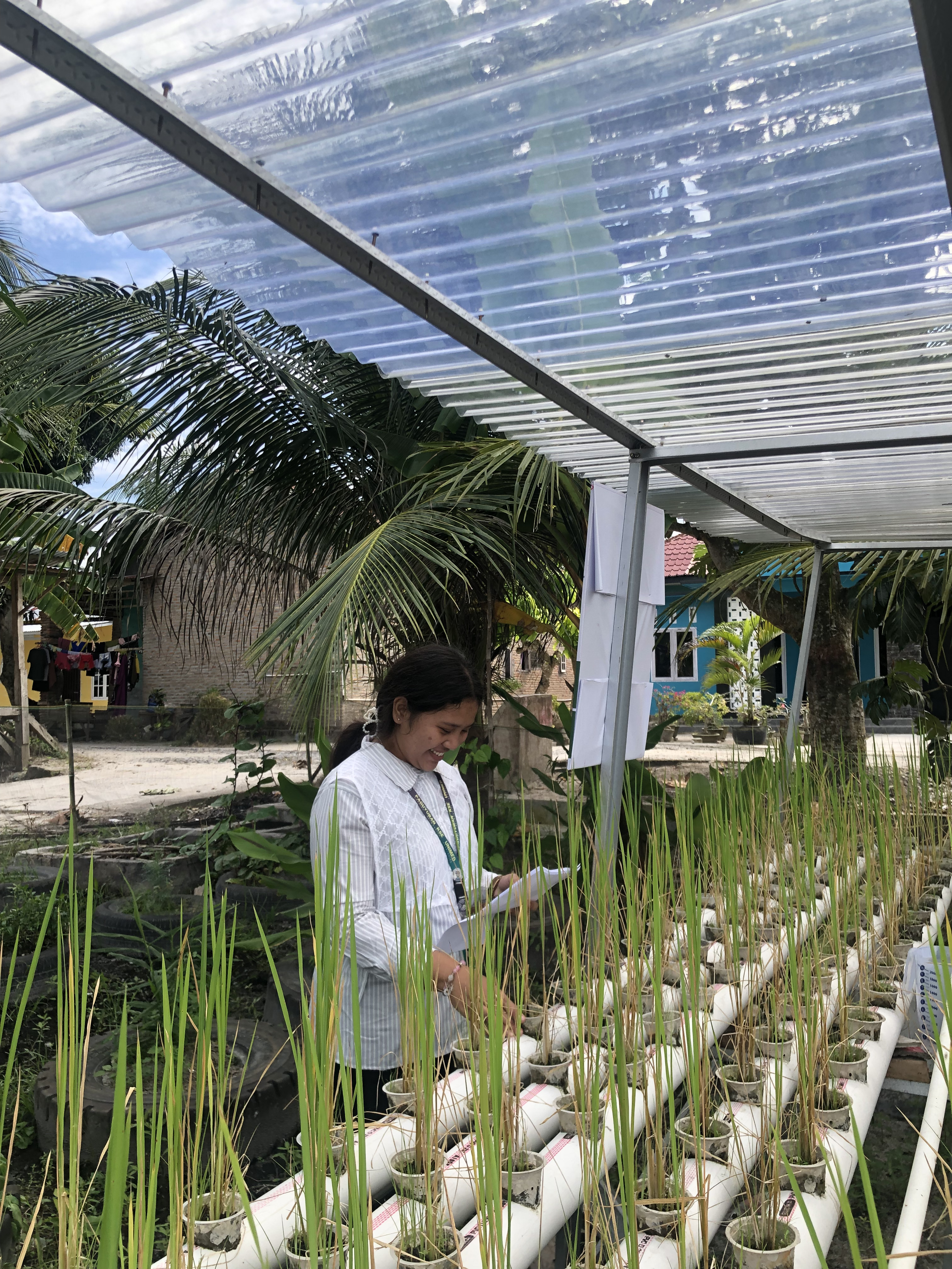 Tim Peninjau Program Hidroponik Padi Community Development PT Inalum Tinjau Kesehatan Hidroponik Padi untuk Keberlangsungan Program Bersama Tim Beasiswa KSE